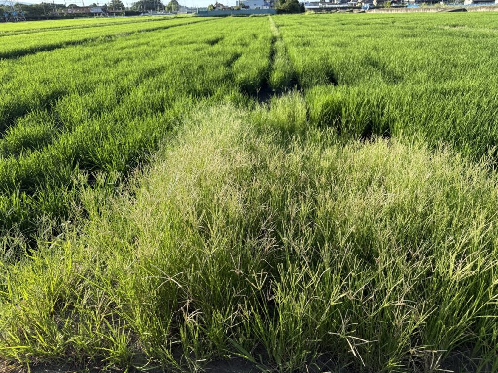 中干しと草刈り 令和7年7月27日