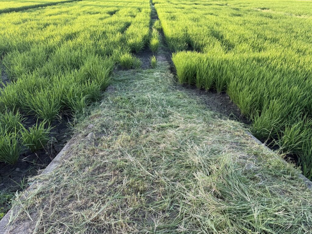 中干しと草刈り 令和7年7月27日
