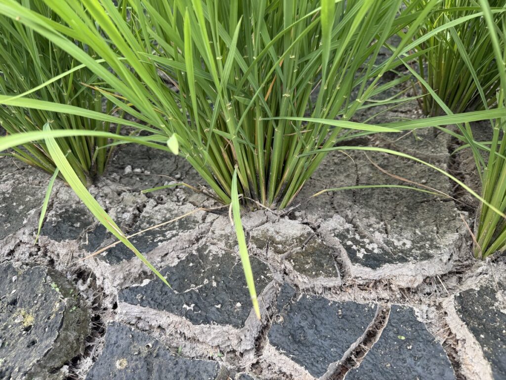 中干し終盤、灼熱の除草