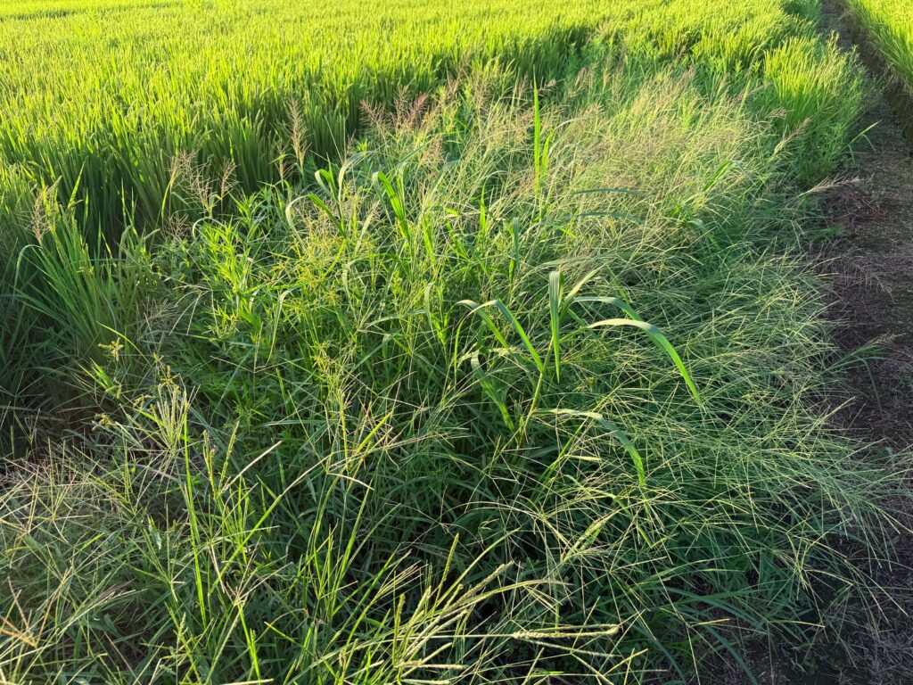 二週間で完全復活する雑草群