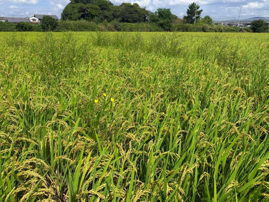 稲の間から顔を出す雑草