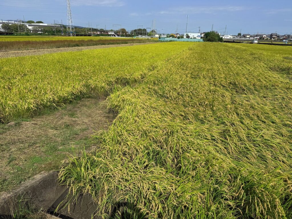 夏のような暑さ。稲刈りを開始しました。