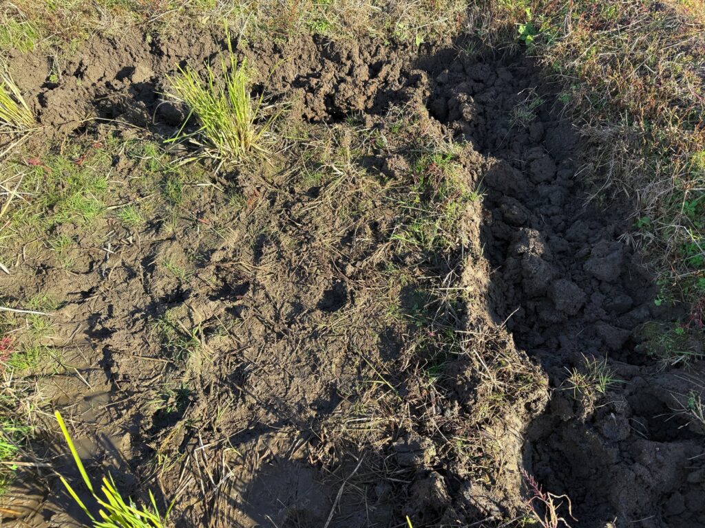 令和7年11月30日、テーラー（運搬機）に一輪車とスコップと飲水を積んで田んぼへ出かけました。まずは荒れた田んぼの修復作業です。