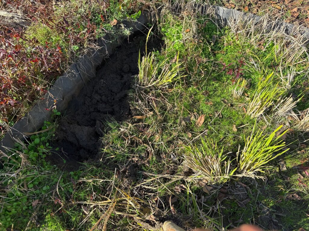 令和7年11月30日、テーラー（運搬機）に一輪車とスコップと飲水を積んで田んぼへ出かけました。まずは荒れた田んぼの修復作業です。