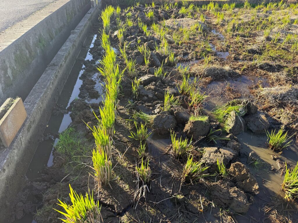 令和7年11月30日、テーラー（運搬機）に一輪車とスコップと飲水を積んで田んぼへ出かけました。まずは荒れた田んぼの修復作業です。