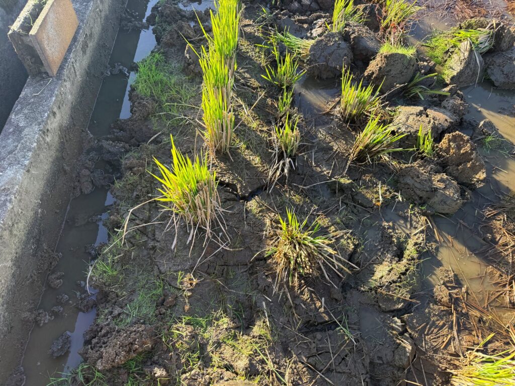令和7年11月30日、テーラー（運搬機）に一輪車とスコップと飲水を積んで田んぼへ出かけました。まずは荒れた田んぼの修復作業です。