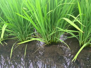 なぜ「への字」なのか？奈良の井戸水と無農薬が生む、冷めても旨い米の秘密