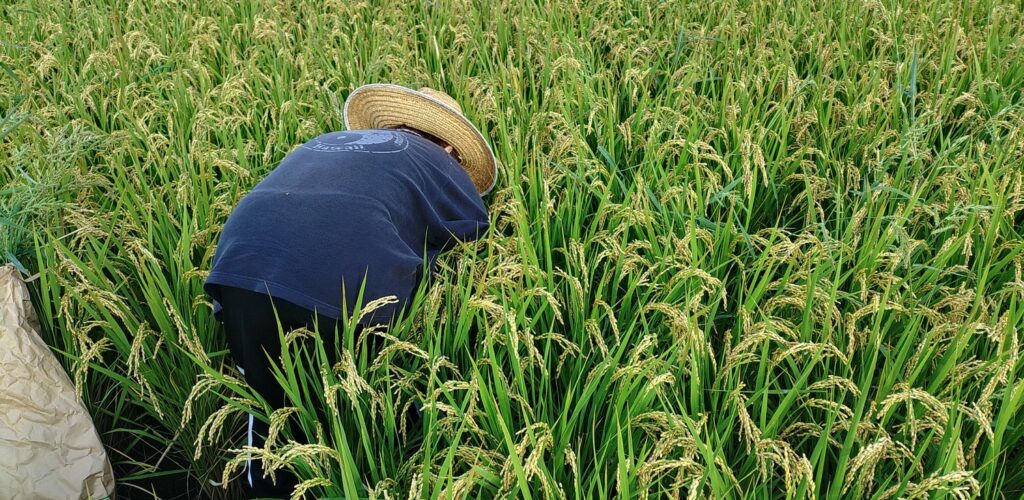 なぜ「にこまる」ではなく、あえて「ヒノヒカリ」なのか？奈良の無農薬農家が追求する”冷めても美味しい”の真実