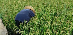 なぜ「にこまる」ではなく、あえて「ヒノヒカリ」なのか？奈良の無農薬農家が追求する”冷めても美味しい”の真実