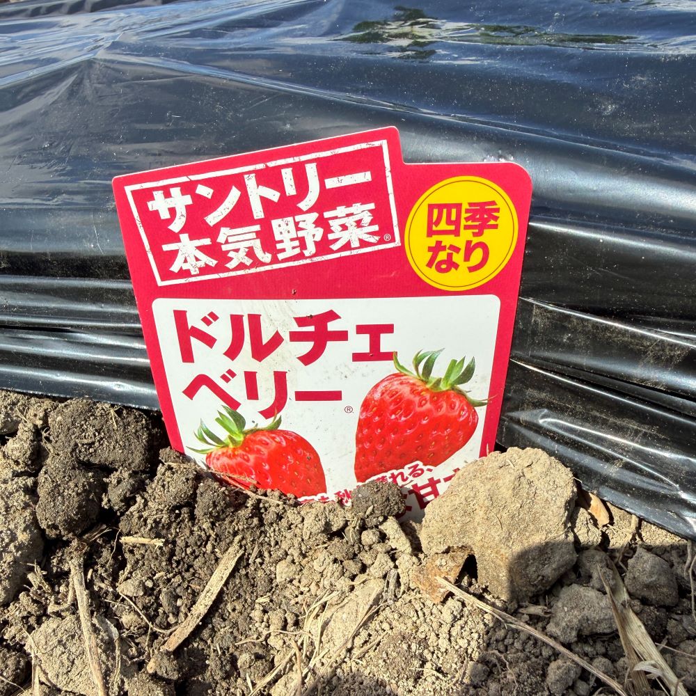 サントリーのドルチェベリー