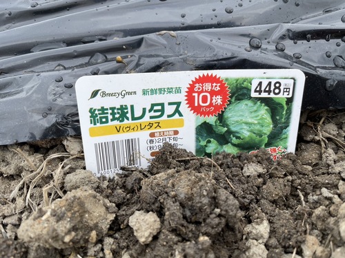 結球レタスの苗1