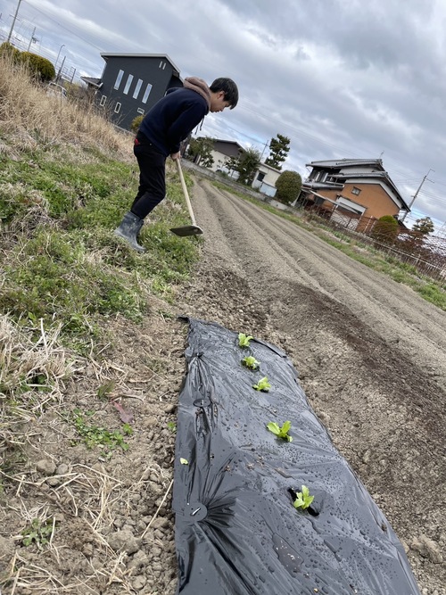 結球レタスの苗2