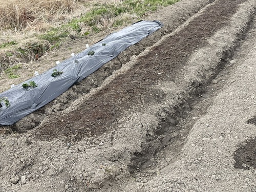 発芽前の畑の様子1