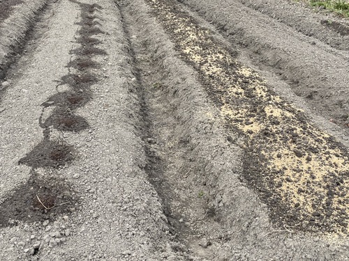 発芽前の畑の様子2