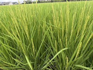 穂が出そろう　　令和8年8月28日