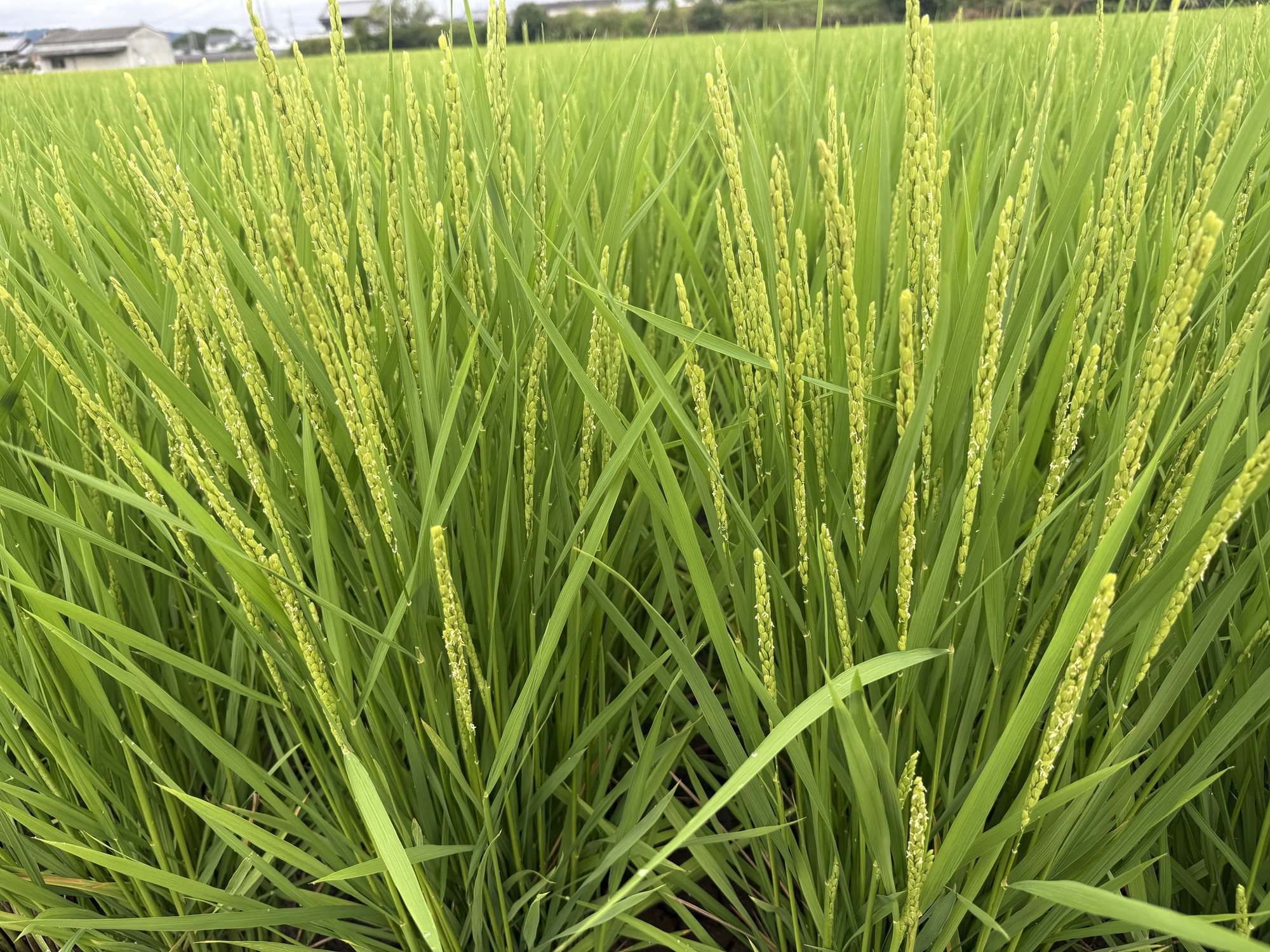 穂が出そろう　　令和8年8月28日