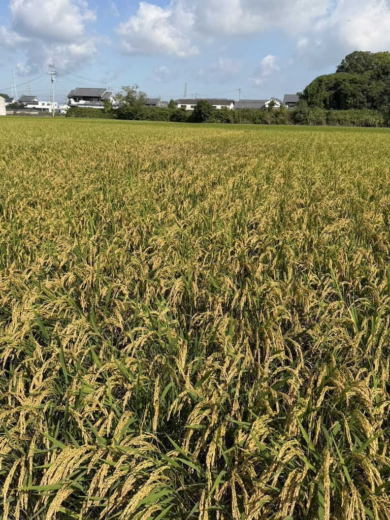 最終月に入りました 令和8年10月1日