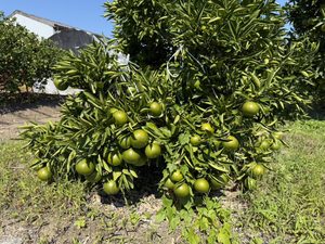 柑橘の大トロ　せとか